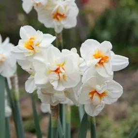 Sir Winston Churchill Daffodil (Narcissus Sir Winston Churchill) Img 1